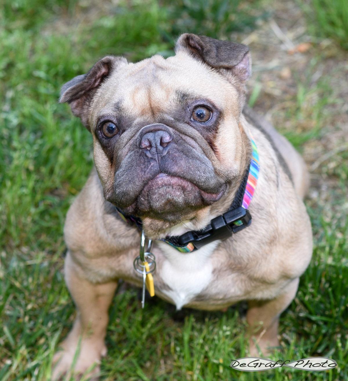 Etta, Adoptable, Adult Female French Bulldog.