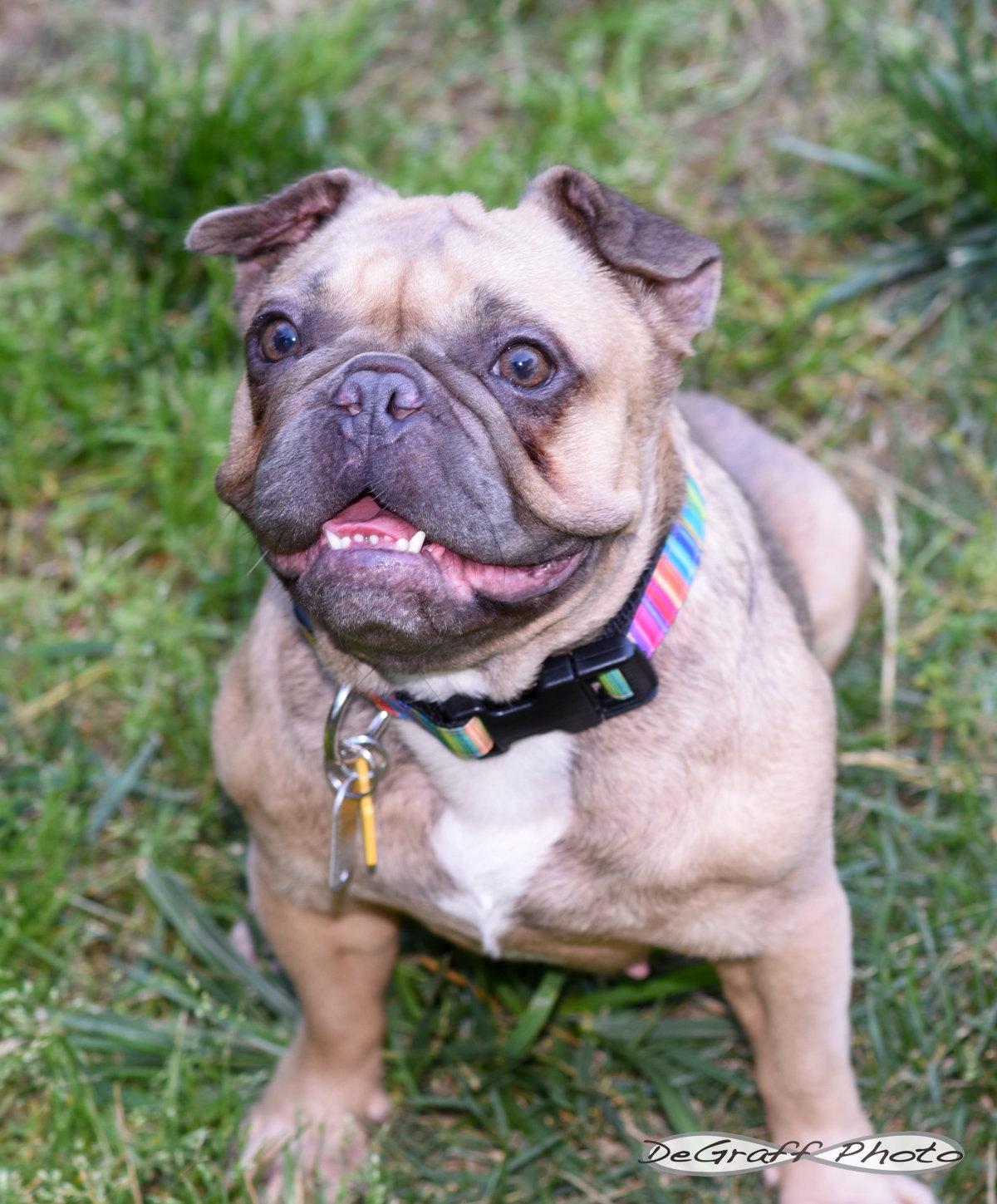Enlarge Etta, a Adoptable French Bulldog in Pittsboro, NC image 2/3
