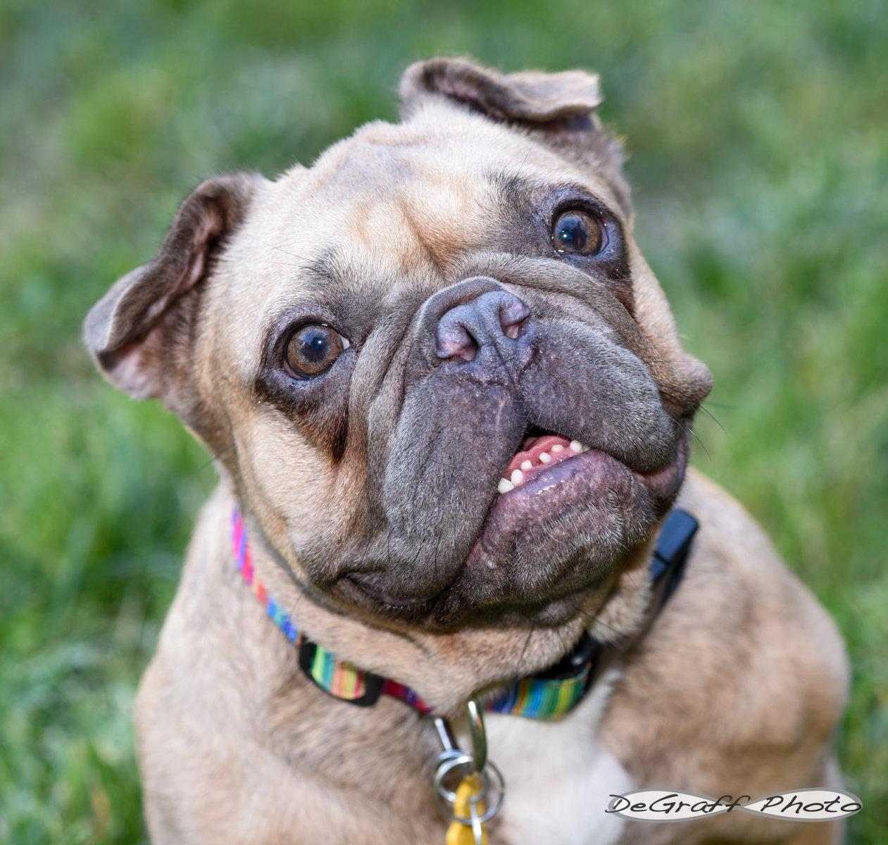 Enlarge Etta, a Adoptable French Bulldog in Pittsboro, NC image 3/3