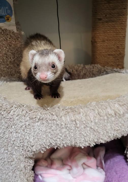 Enlarge Pan, a Adoptable Ferret in Acworth, GA image 1/1