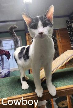 Cowboy, Adoptable, Young Male Domestic Short Hair.