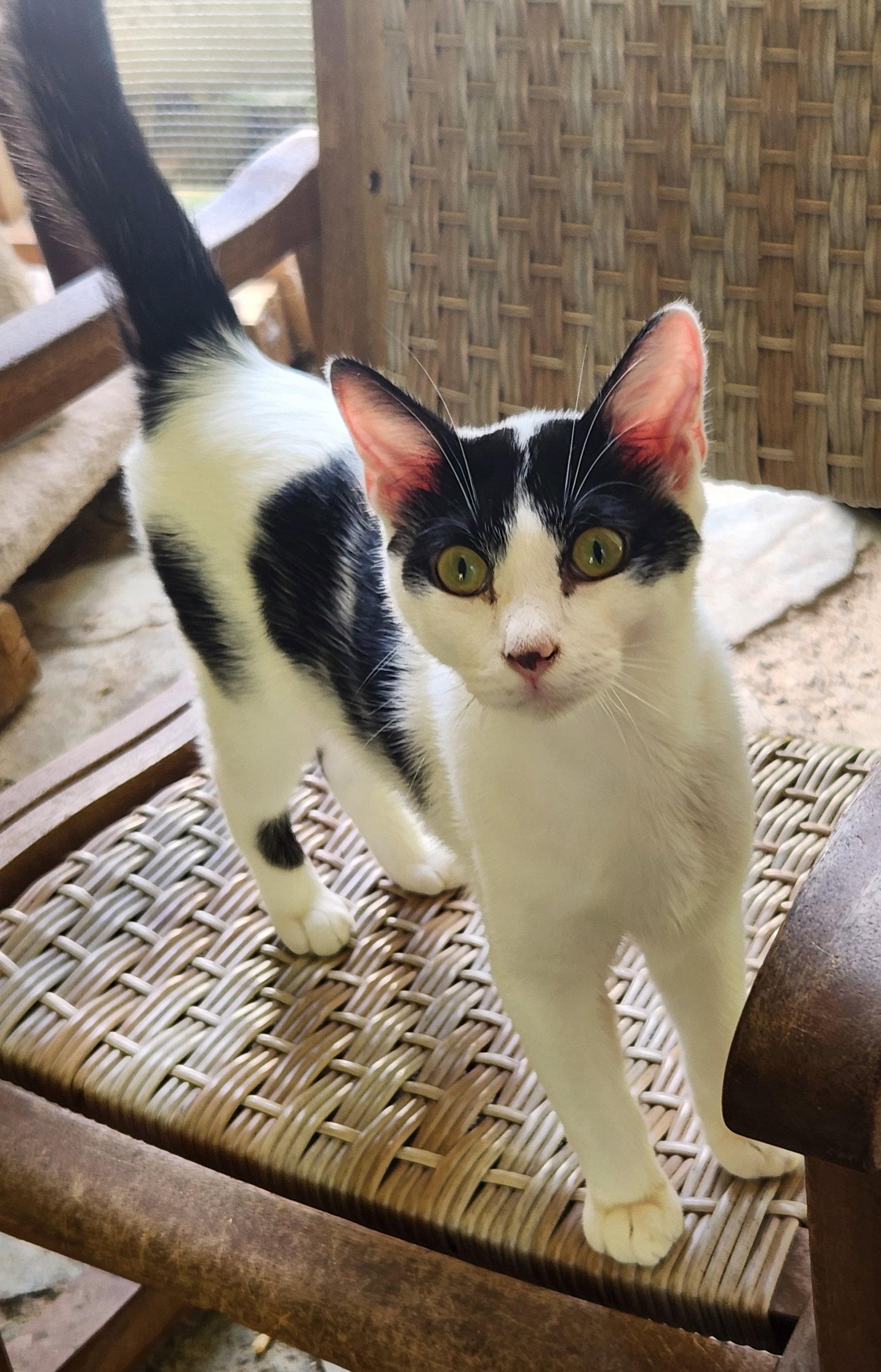 Enlarge Cowboy, a Adoptable Domestic Short Hair in Crossville, TN image 2/3