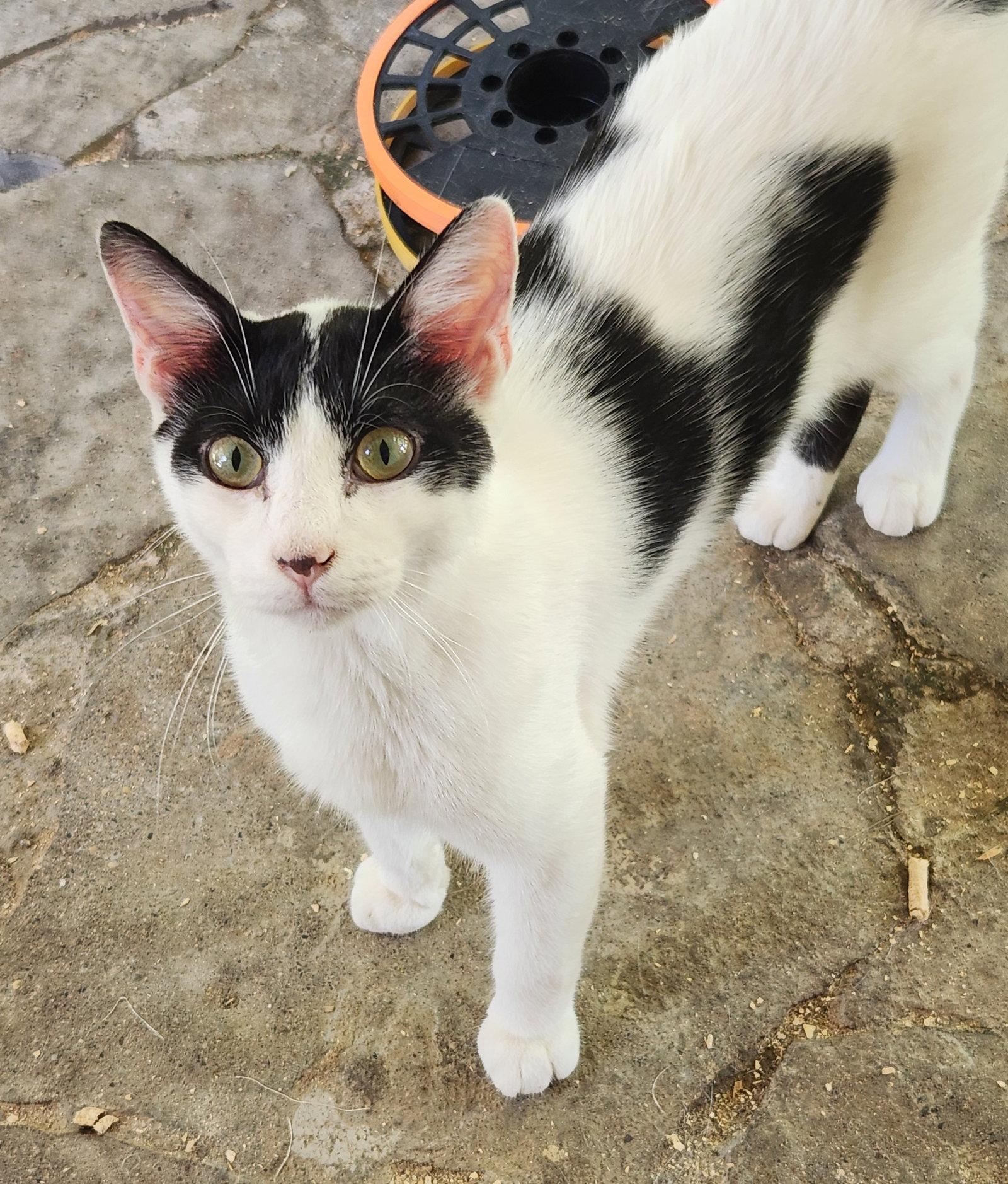Enlarge Cowboy, a Adoptable Domestic Short Hair in Crossville, TN image 3/3