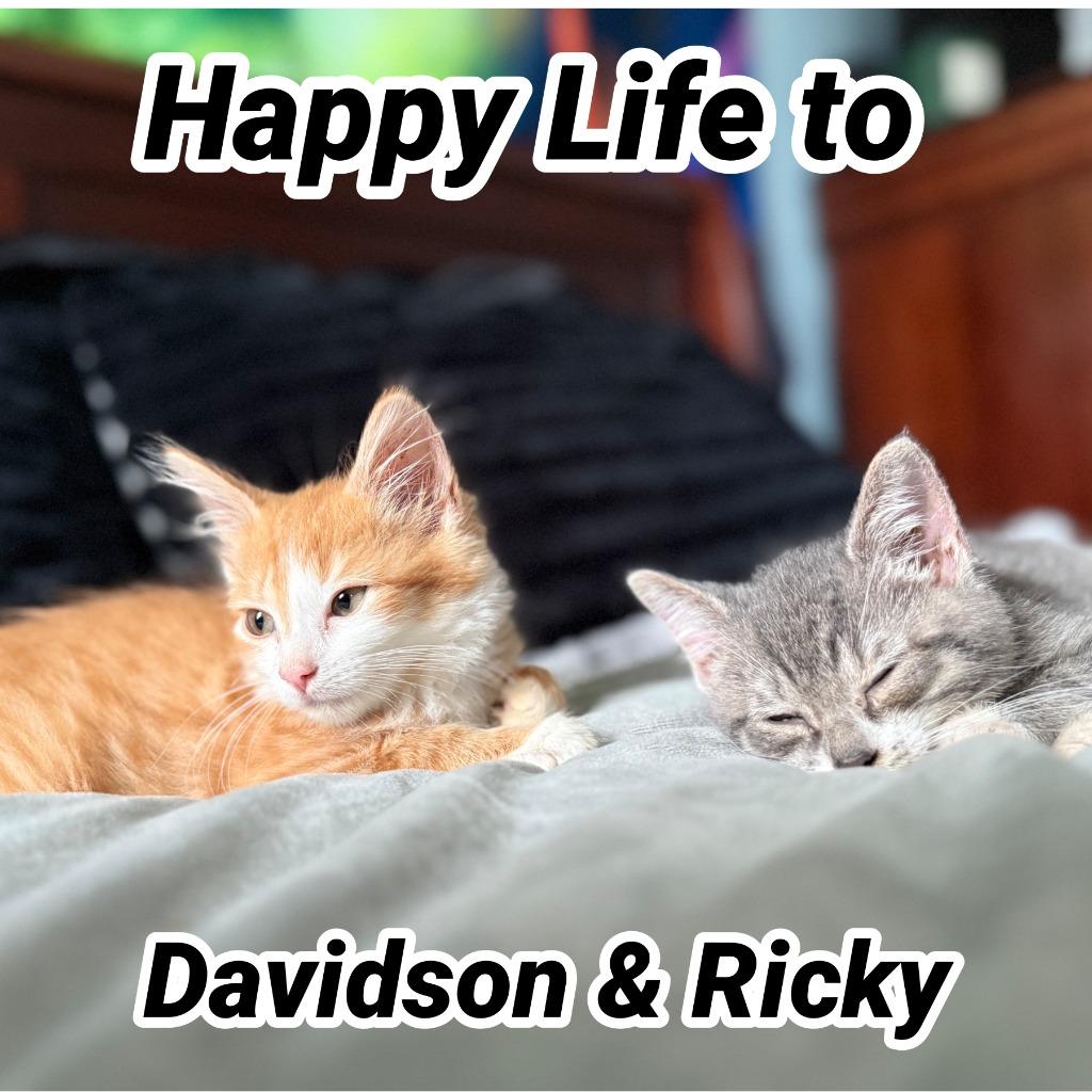 Enlarge Ricky (L), a Adopted mixed breed in LIberty, NY image 1/1