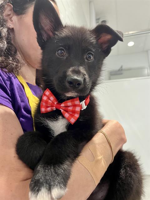 Enlarge FAMOUS AMOS, a Adoptable German Shepherd Dog in San Francisco, CA image 1/1