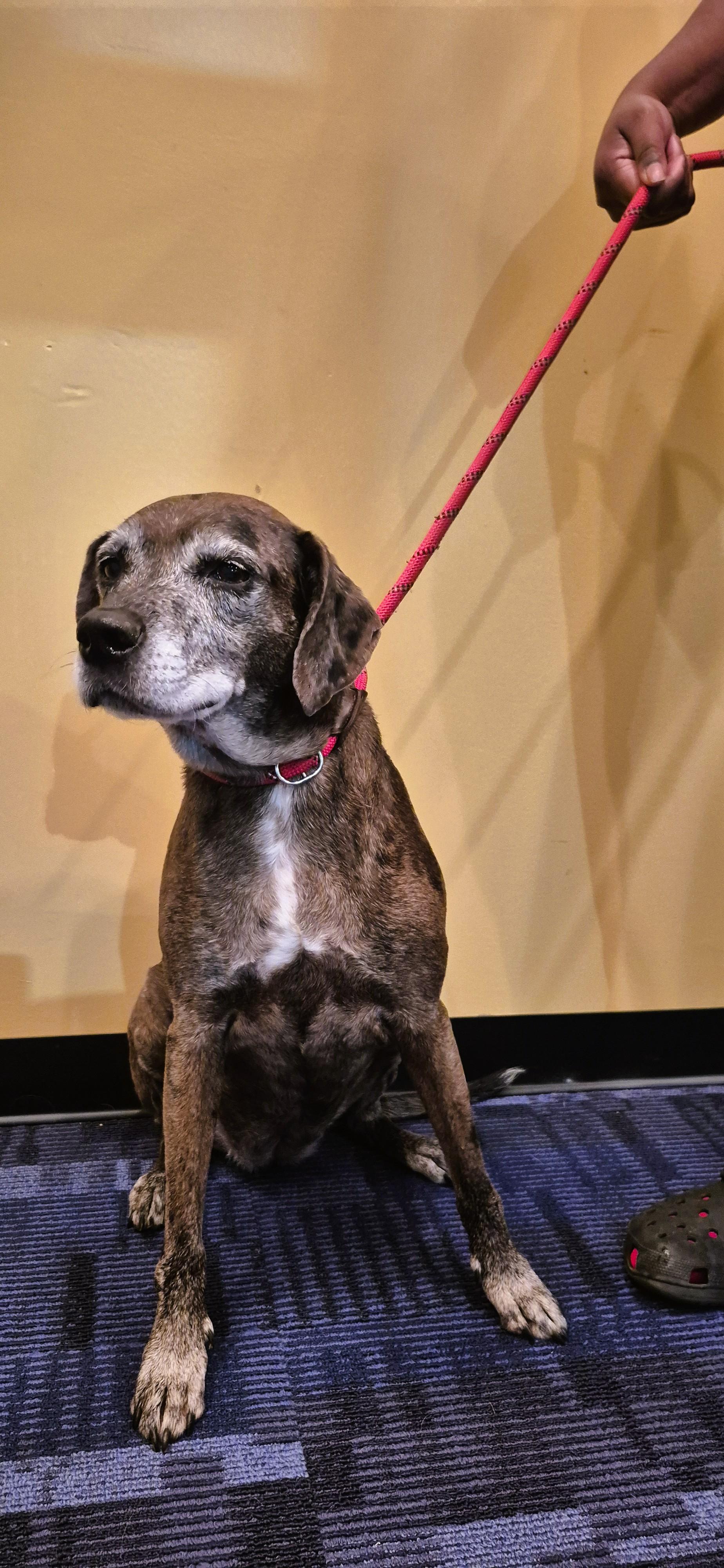 Enlarge Suki, a ADOPTABLE mixed breed in Tallahassee, FL image 4/4
