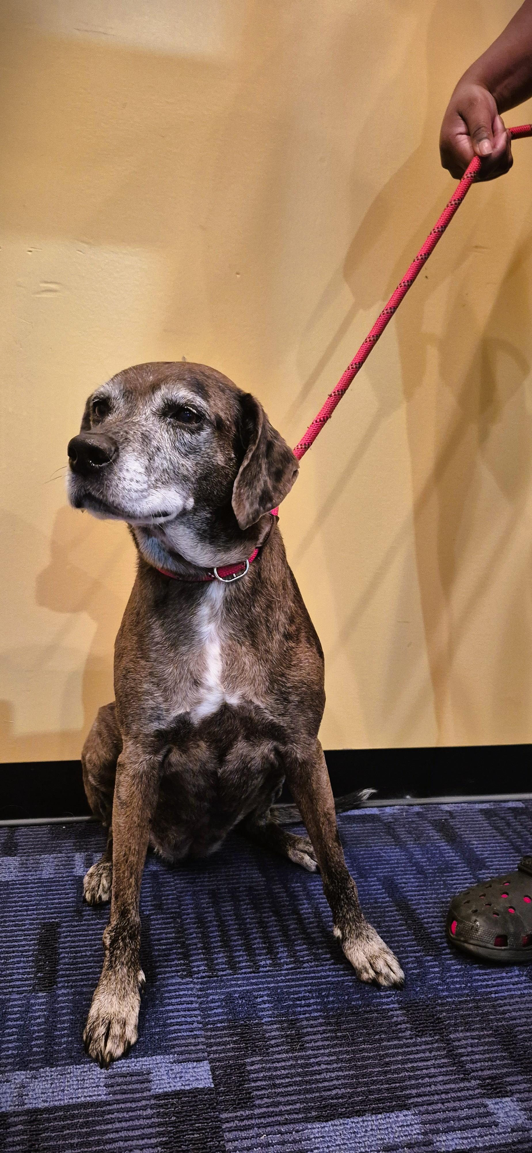 Enlarge Suki, a ADOPTABLE mixed breed in Tallahassee, FL image 1/4