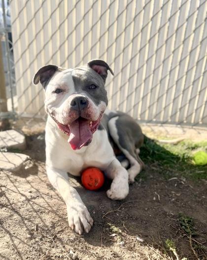 Maverick (91687), ADOPTABLE, Adult Male Bulldog.