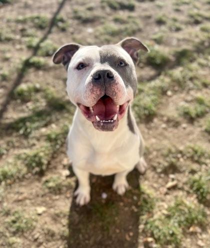 Enlarge Maverick (91687), a ADOPTABLE mixed breed in Spanish Fork, UT image 2/2