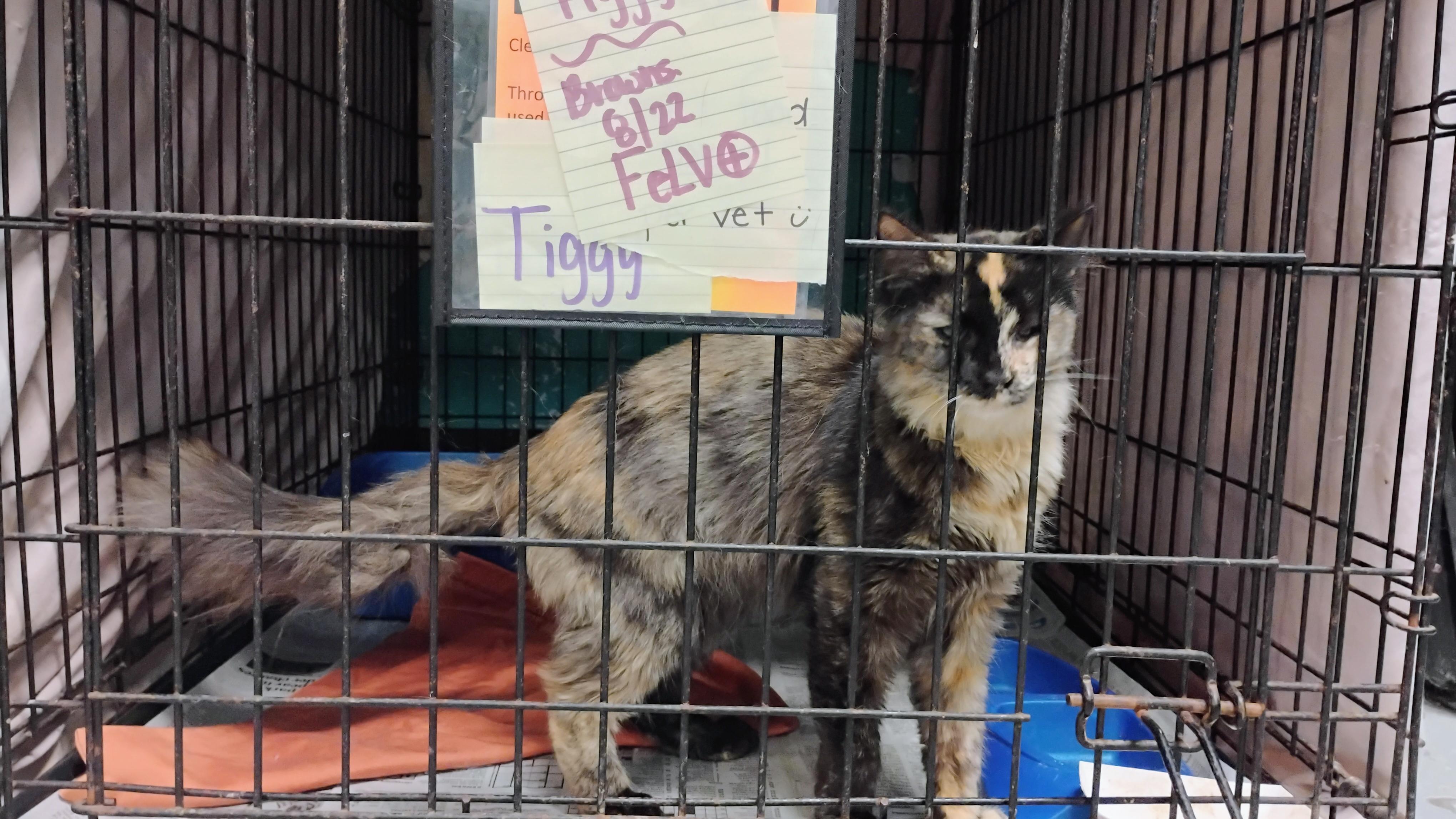 Tiggy