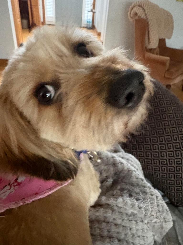 Enzo, Adoptable, Adult Male Dachshund & Poodle.