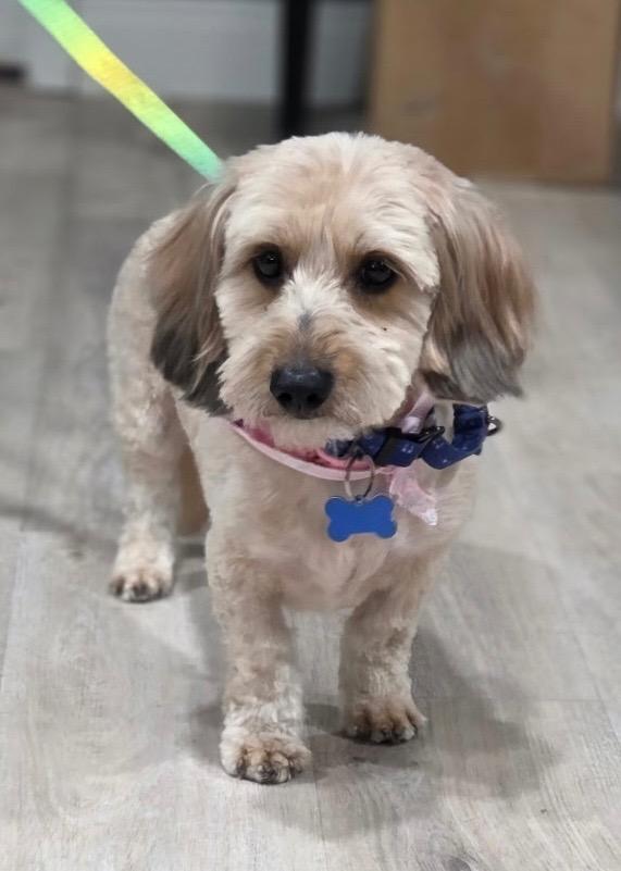 Enlarge Enzo, a Adoptable mixed breed in Valparaiso, IN image 2/4