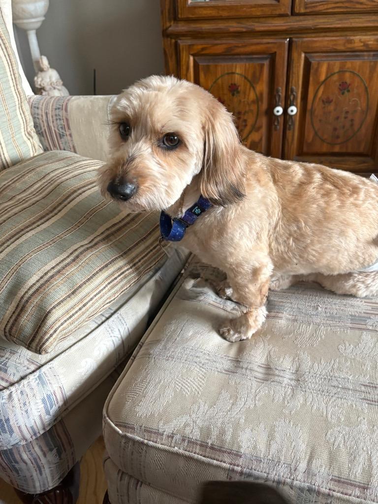 Enlarge Enzo, a Adoptable mixed breed in Valparaiso, IN image 3/4