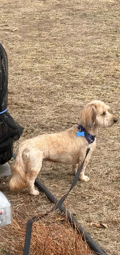Enlarge Enzo, a Adoptable mixed breed in Valparaiso, IN image 4/4