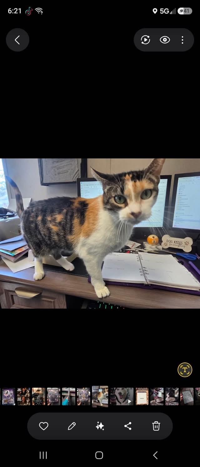 Blessing (CP), a ADOPTABLE Calico in Clinton, IL image 2/2