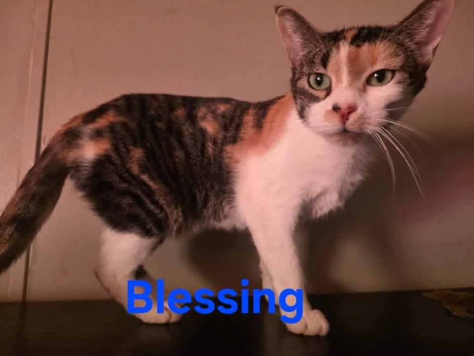 Blessing (CP), a ADOPTABLE Calico in Clinton, IL image 1/2