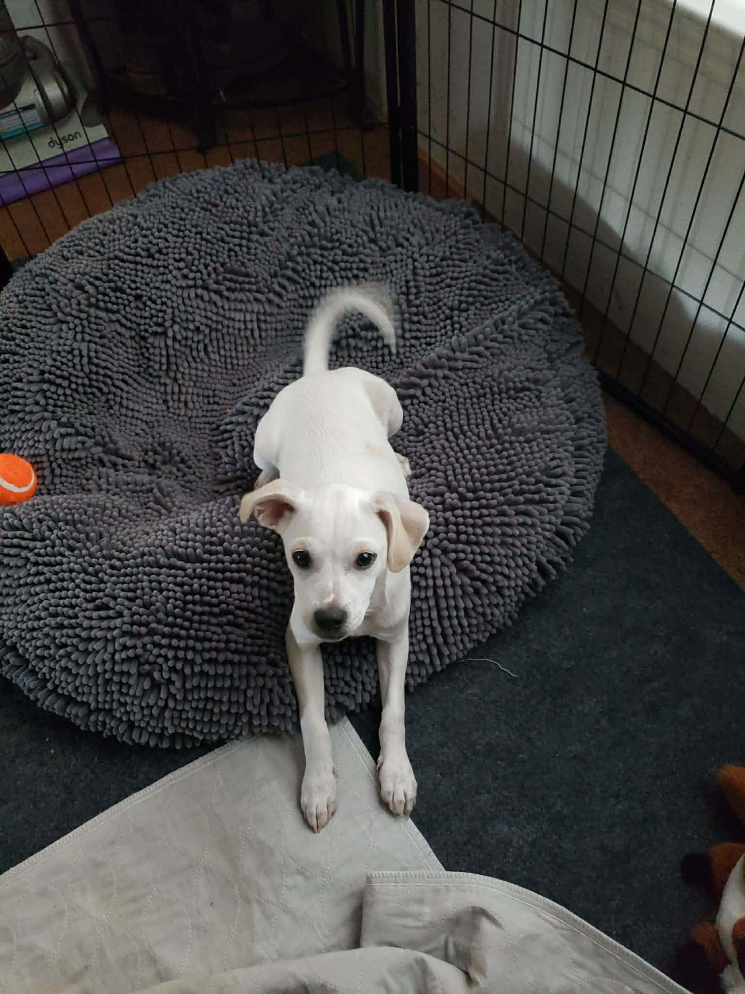 Biscuit, ADOPTABLE, Puppy Male Chihuahua.