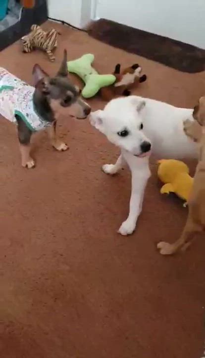 Enlarge Biscuit, a ADOPTABLE mixed breed in Eugene, OR video 2/2