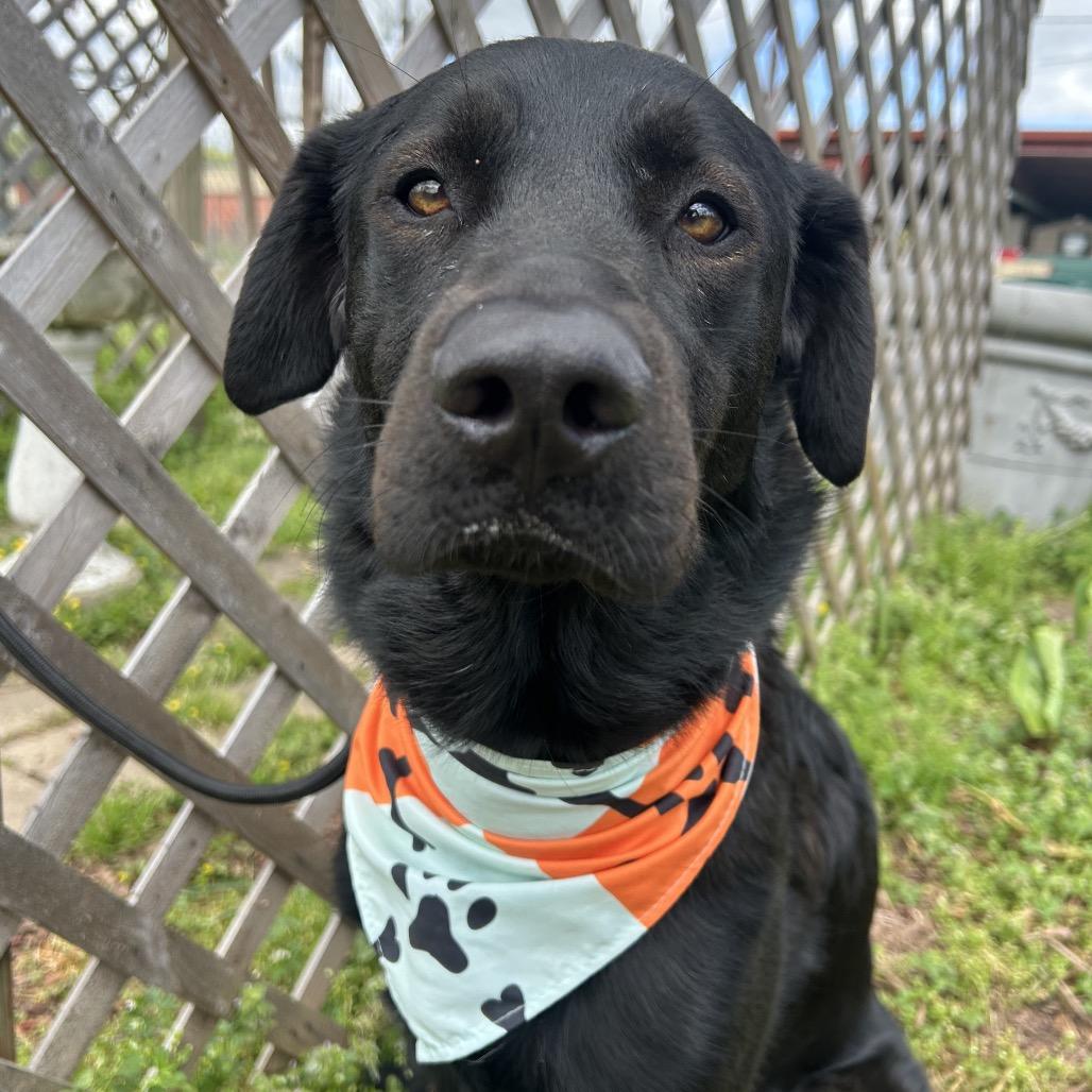 Jet, Adoptable, Adult Male Black Labrador Retriever & Chesapeake Bay Retriever.