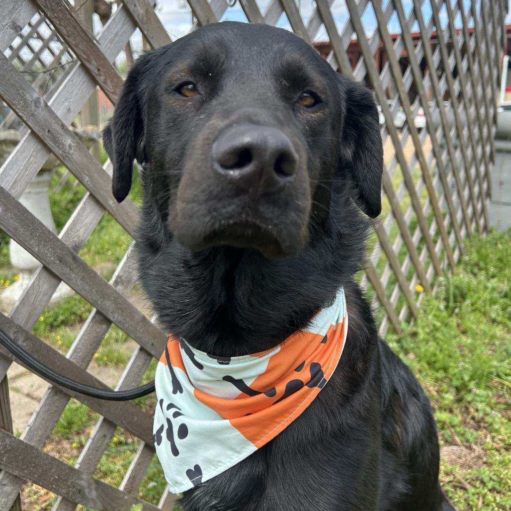 Enlarge Jet, a Adoptable mixed breed in West Point, MS image 2/5