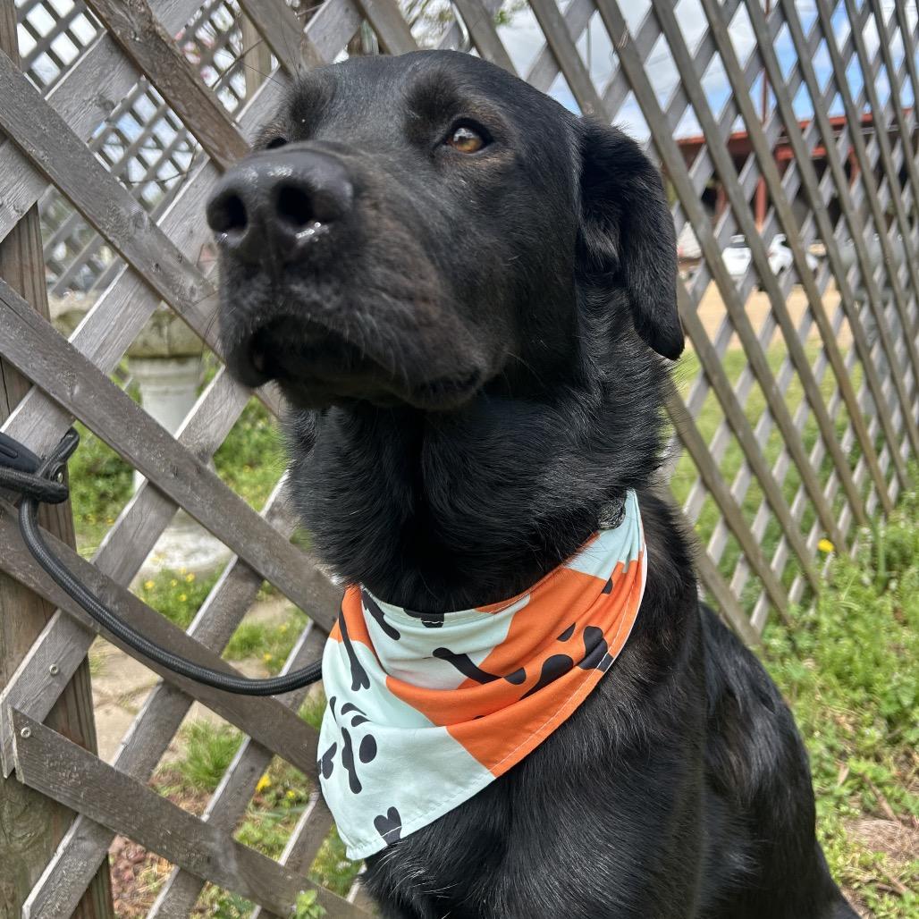 Enlarge Jet, a Adoptable mixed breed in West Point, MS image 3/5