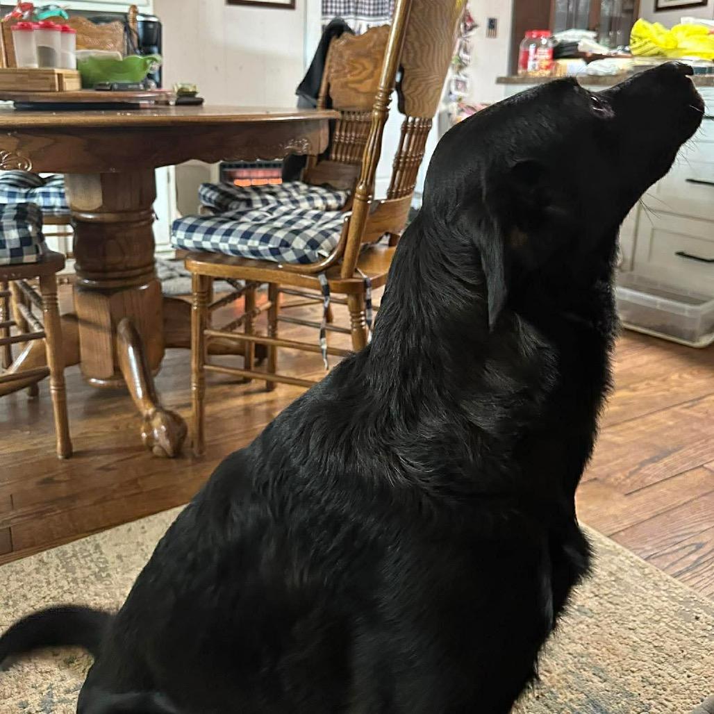 Enlarge Jet, a Adoptable mixed breed in West Point, MS image 4/5