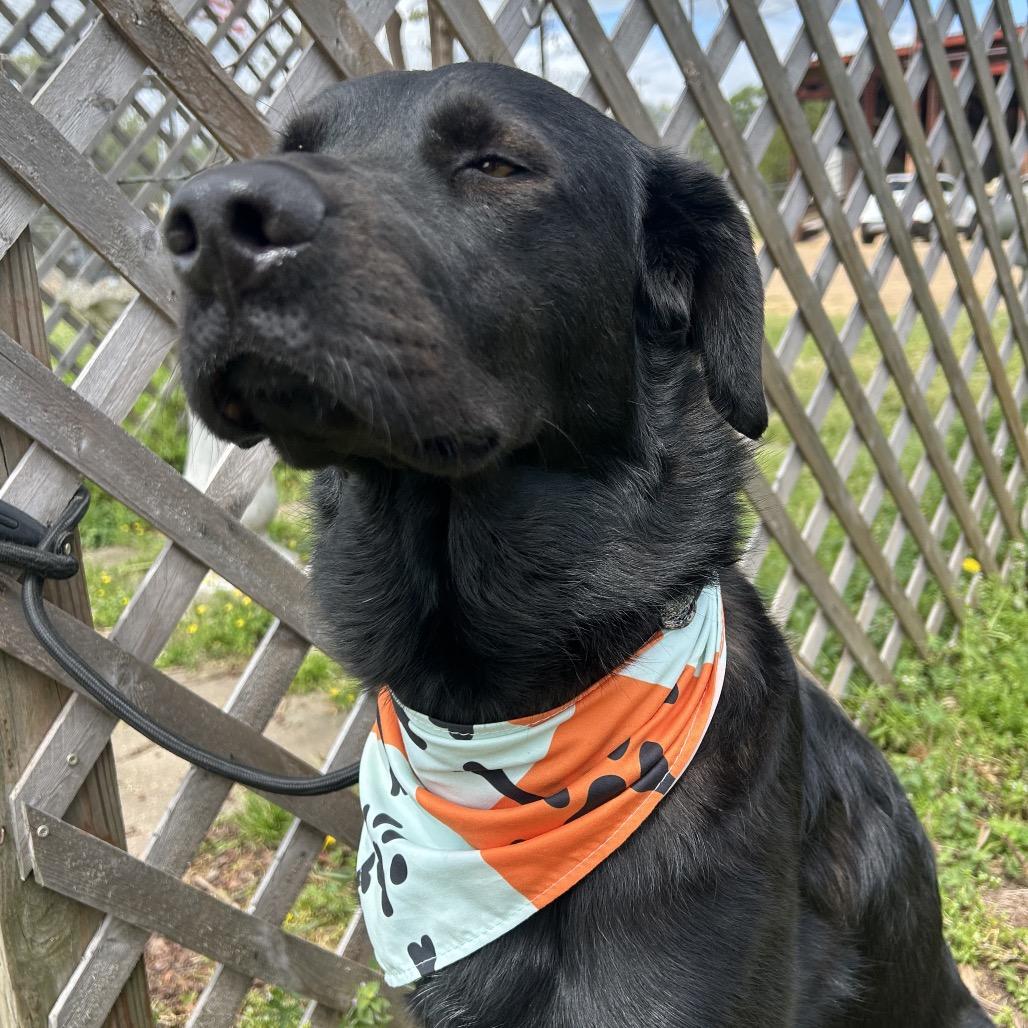 Enlarge Jet, a Adoptable mixed breed in West Point, MS image 5/5