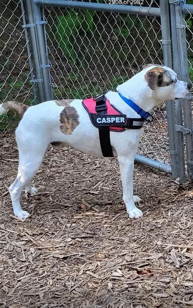 Casper, a Adoptable mixed breed in Ellijay, GA image 1/3