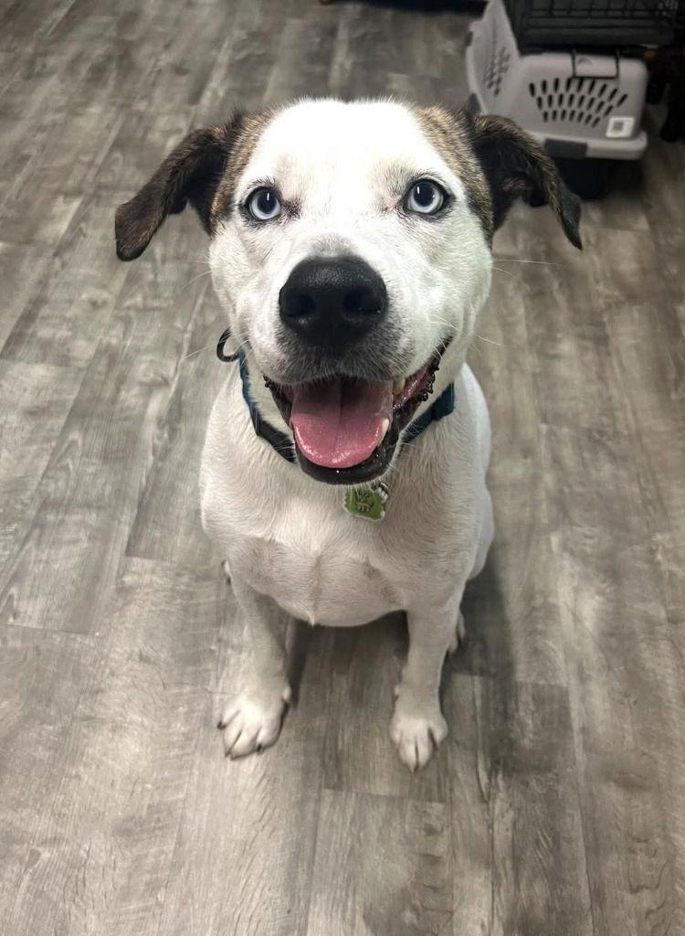 Casper, Adoptable, Adult Male Boxer & Catahoula Leopard Dog.