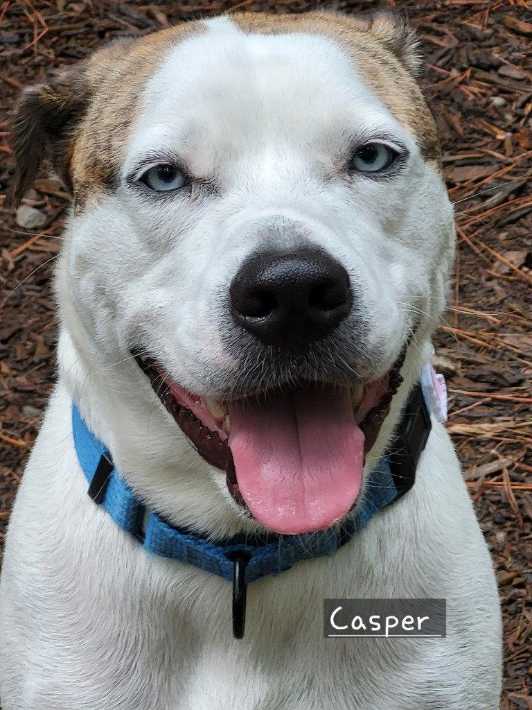 Enlarge Casper, a Adoptable mixed breed in Ellijay, GA image 1/3