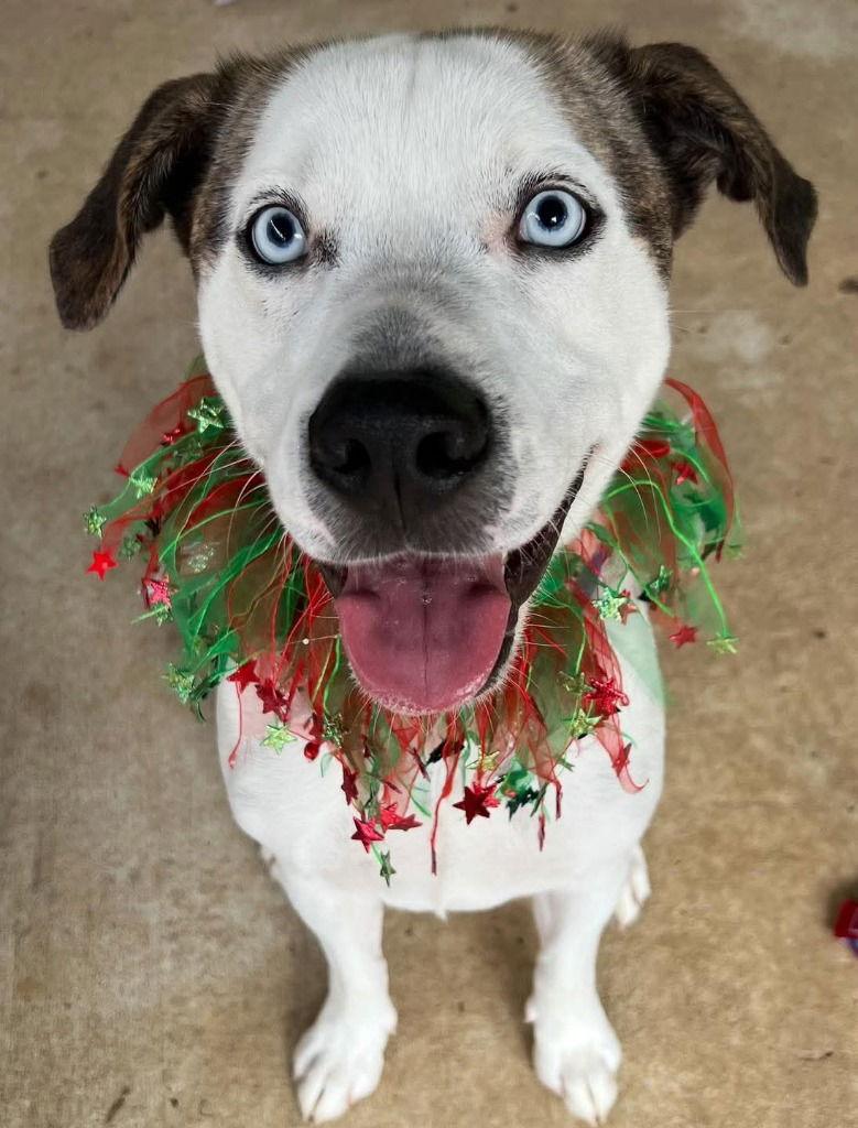 Casper, a Adoptable mixed breed in Ellijay, GA image 3/3