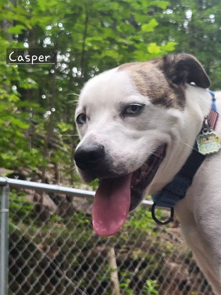 Enlarge Casper, a Adoptable mixed breed in Ellijay, GA image 2/3