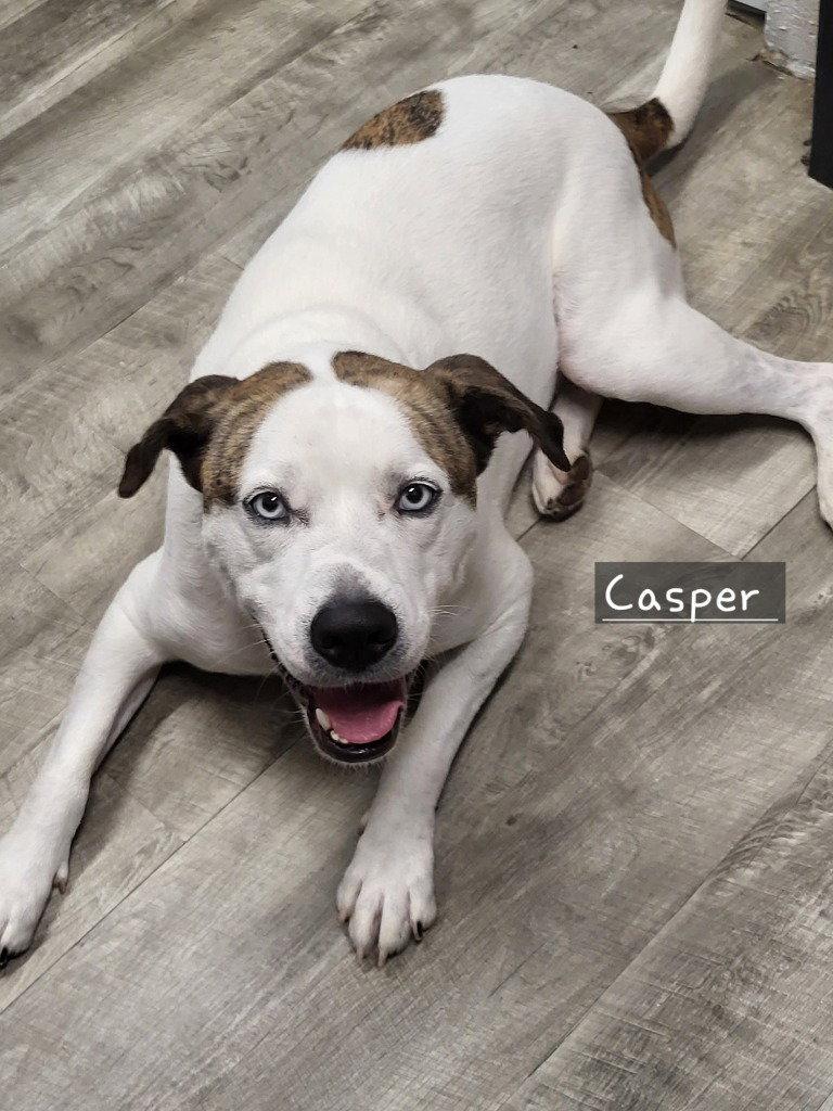 Enlarge Casper, a Adoptable mixed breed in Ellijay, GA image 3/3