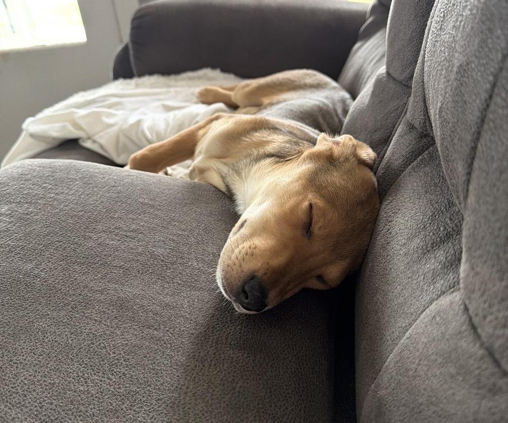 Lainey, Adoptable, Puppy Female Hound.