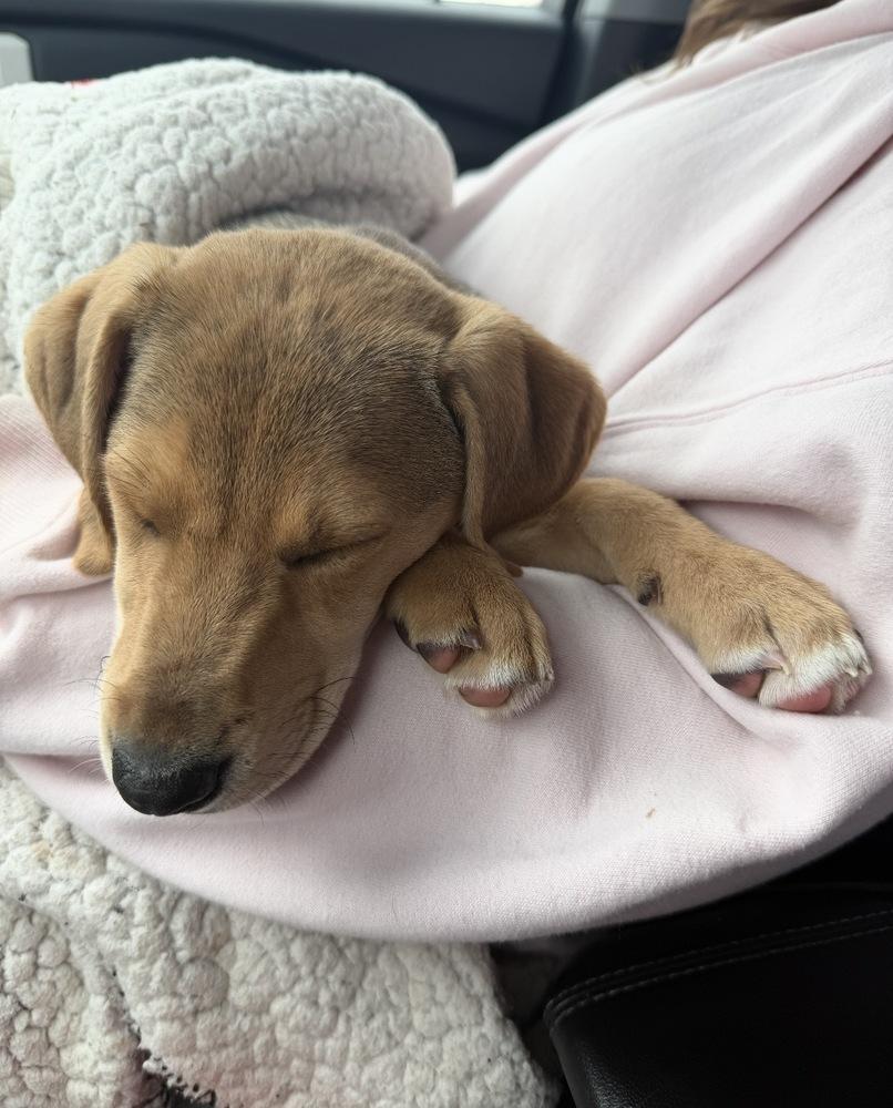 Enlarge Lainey, a Adoptable mixed breed in South Bend, IN image 2/4