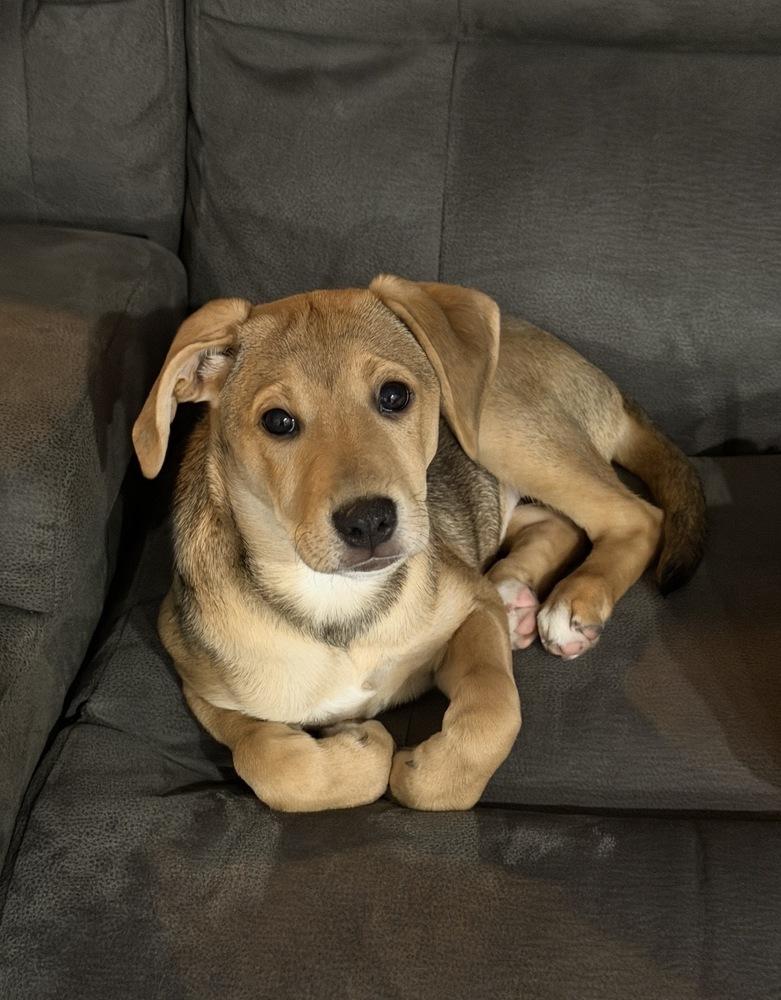 Enlarge Lainey, a Adoptable mixed breed in South Bend, IN image 3/4