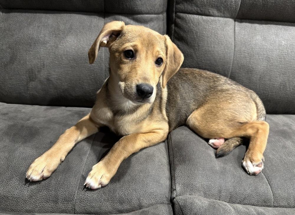 Enlarge Lainey, a Adoptable mixed breed in South Bend, IN image 4/4