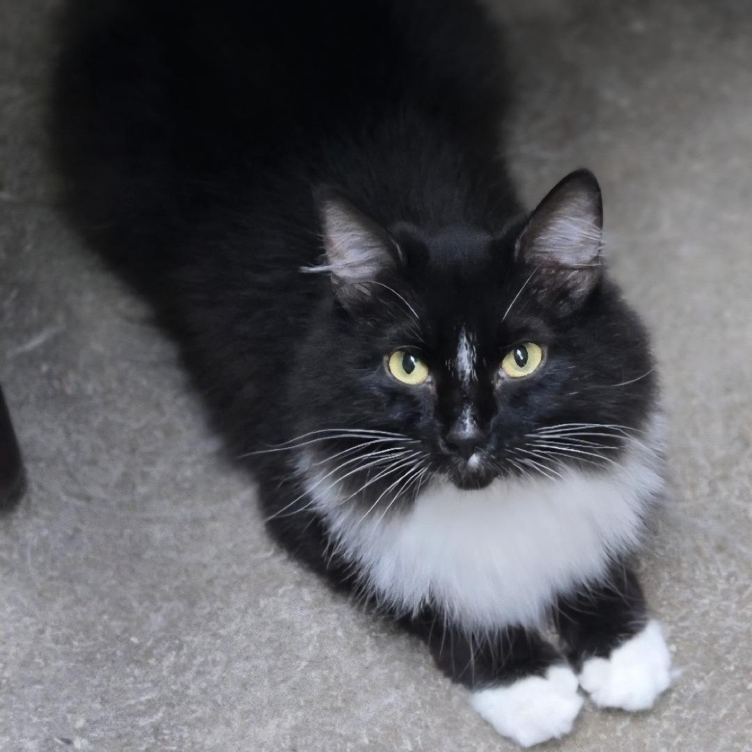 Annabelle, ADOPTABLE, Adult Female Domestic Long Hair.