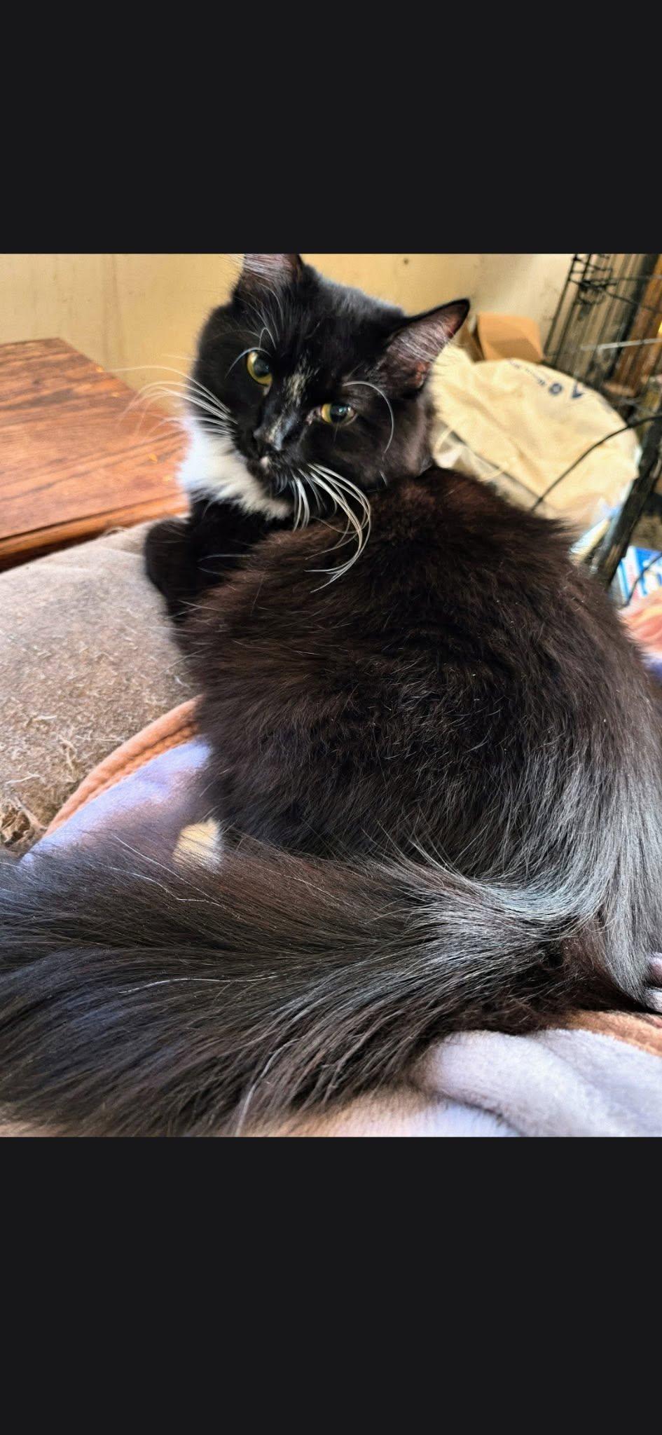 Enlarge Annabelle, a ADOPTABLE Domestic Long Hair in Maryville, TN image 2/2