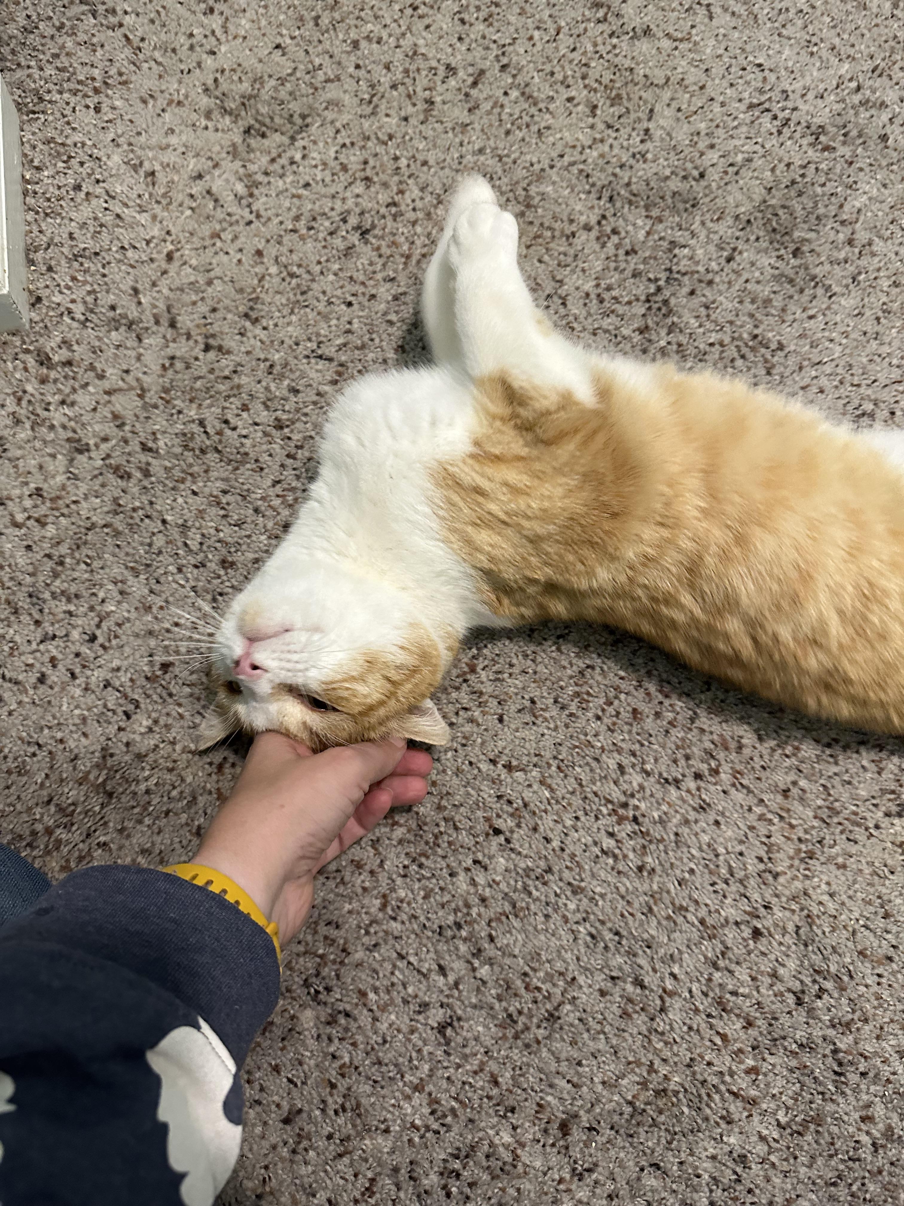 Enlarge Hue, a ADOPTABLE Domestic Short Hair in Elkton, MD image 5/6