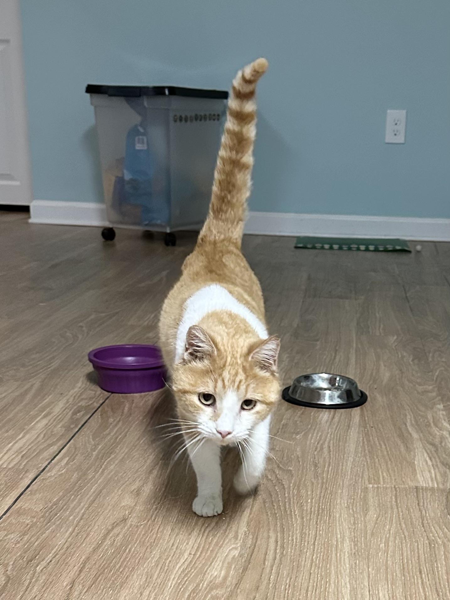 Enlarge Hue, a ADOPTABLE Domestic Short Hair in Elkton, MD image 6/6