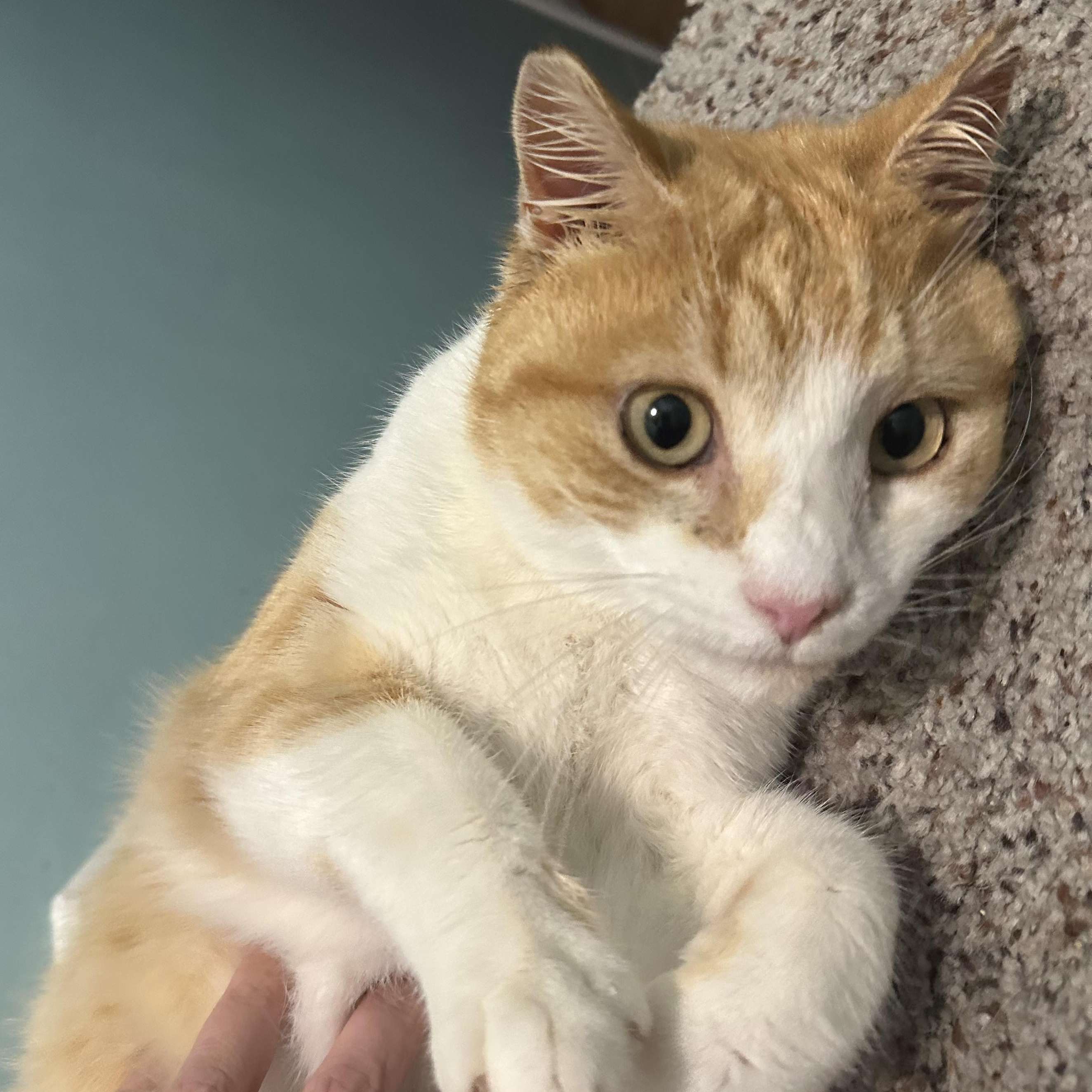 Hue, ADOPTABLE, Adult Male Domestic Short Hair.