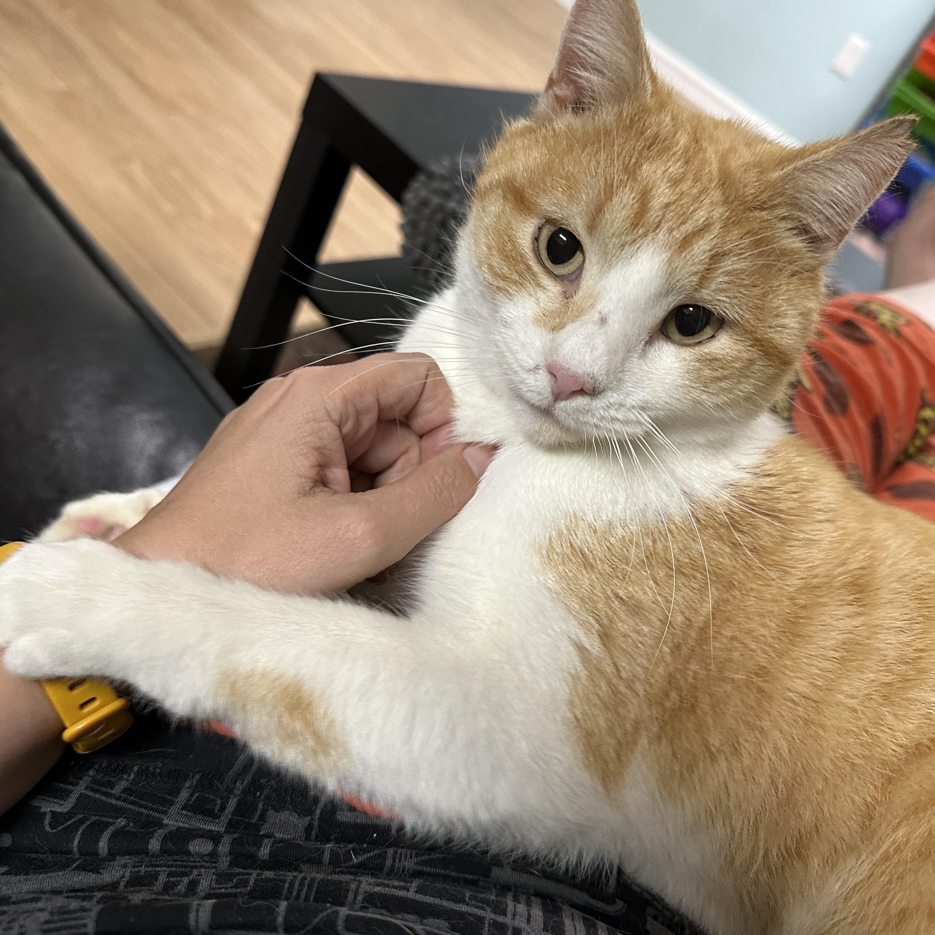 Enlarge Hue, a ADOPTABLE Domestic Short Hair in Elkton, MD image 1/6