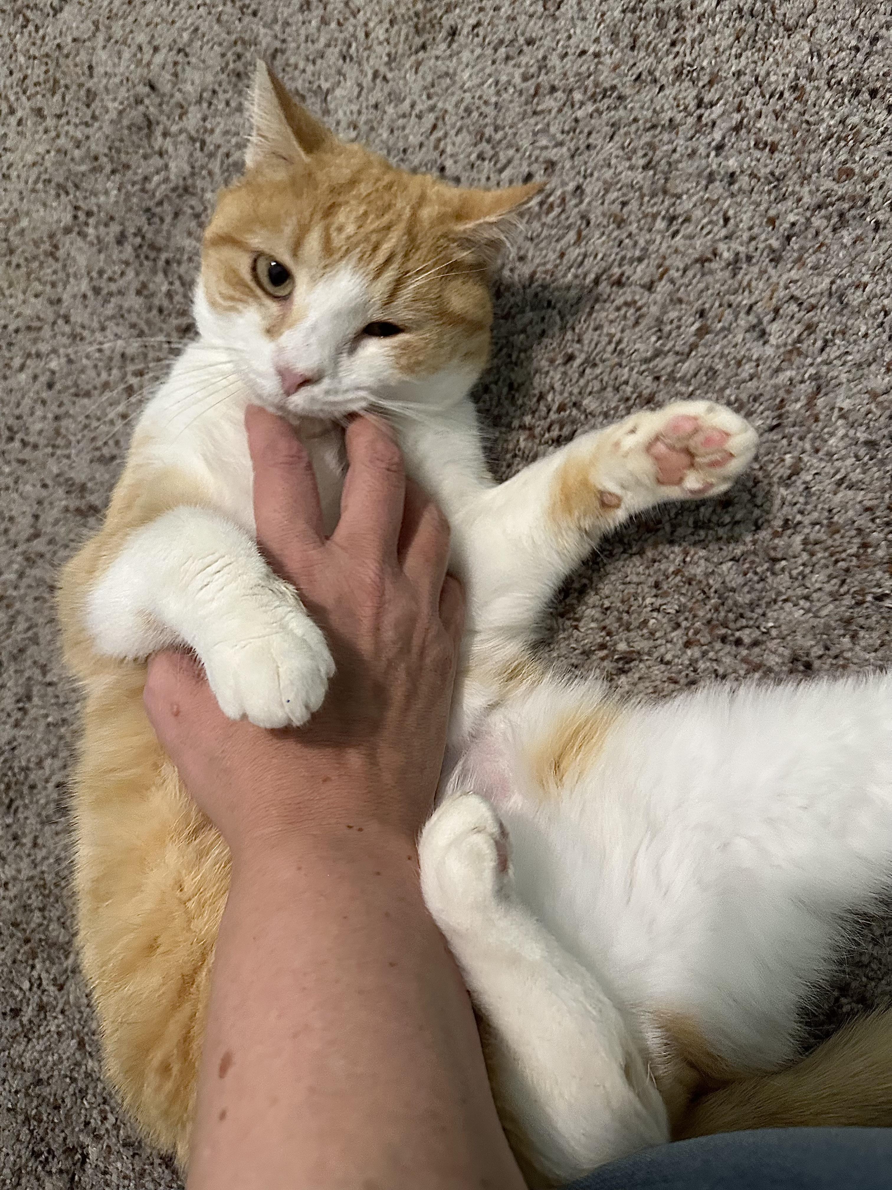 Enlarge Hue, a ADOPTABLE Domestic Short Hair in Elkton, MD image 2/6