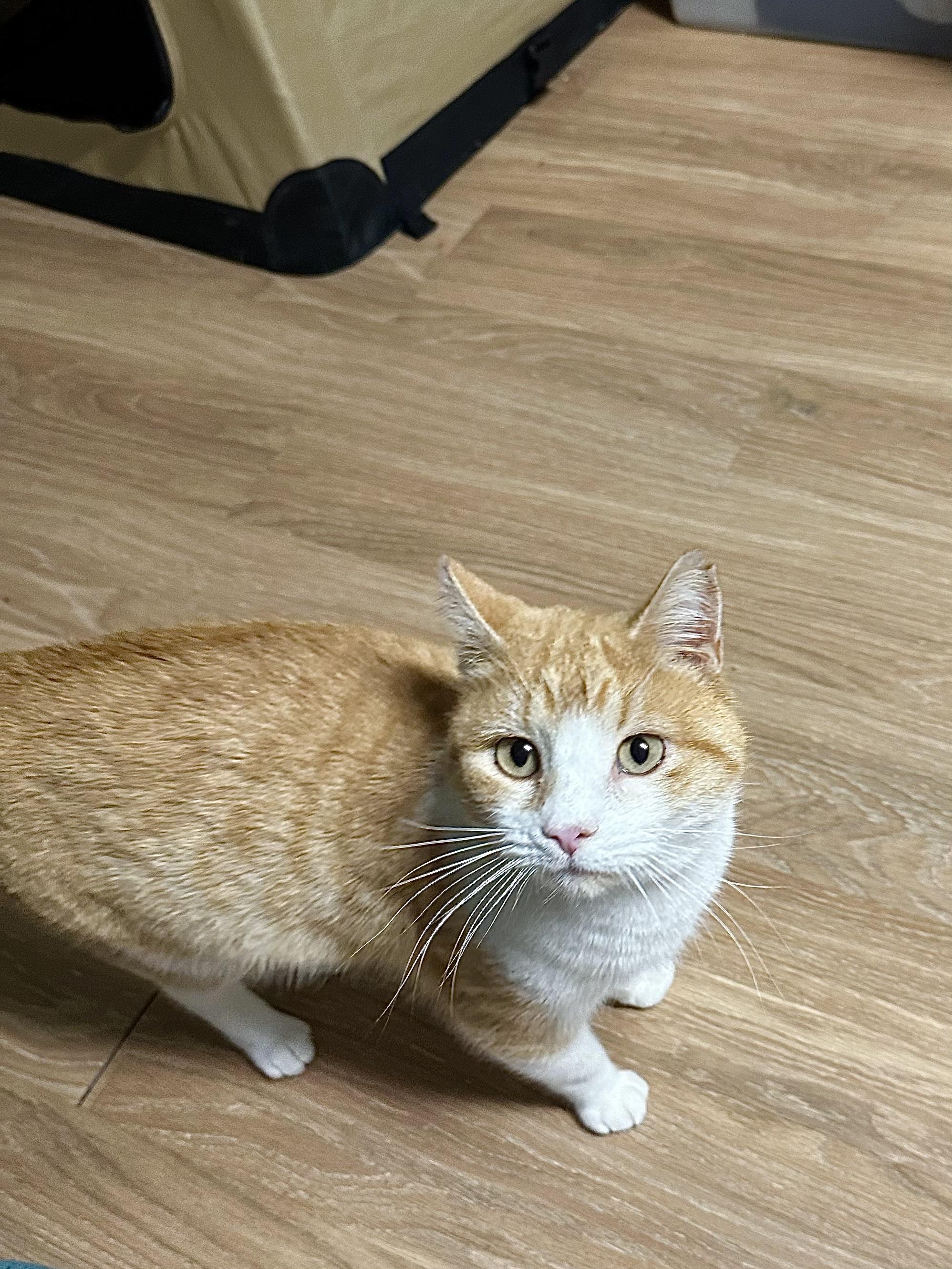 Enlarge Hue, a ADOPTABLE Domestic Short Hair in Elkton, MD image 4/6