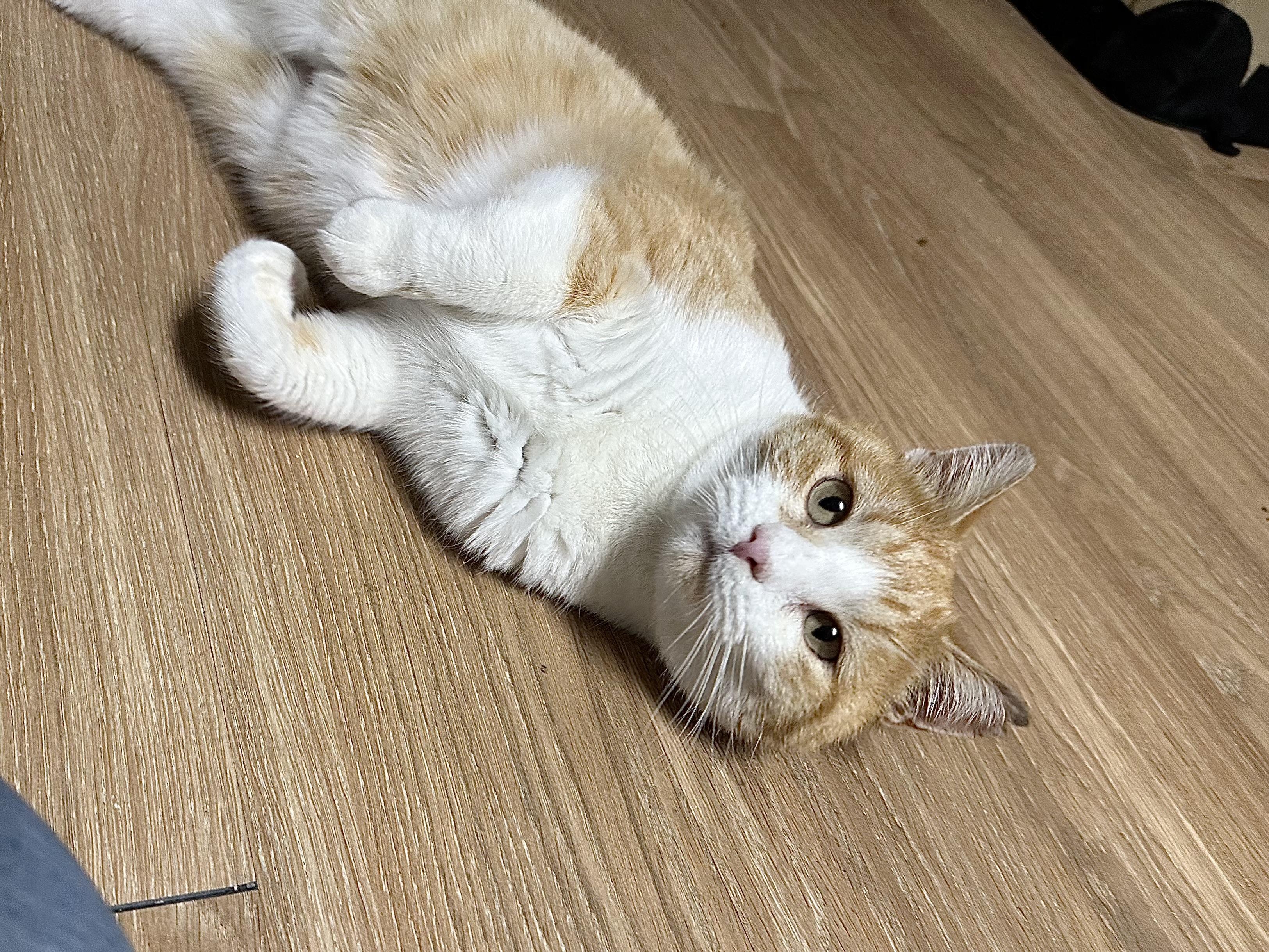 Enlarge Hue, a ADOPTABLE Domestic Short Hair in Elkton, MD image 3/6