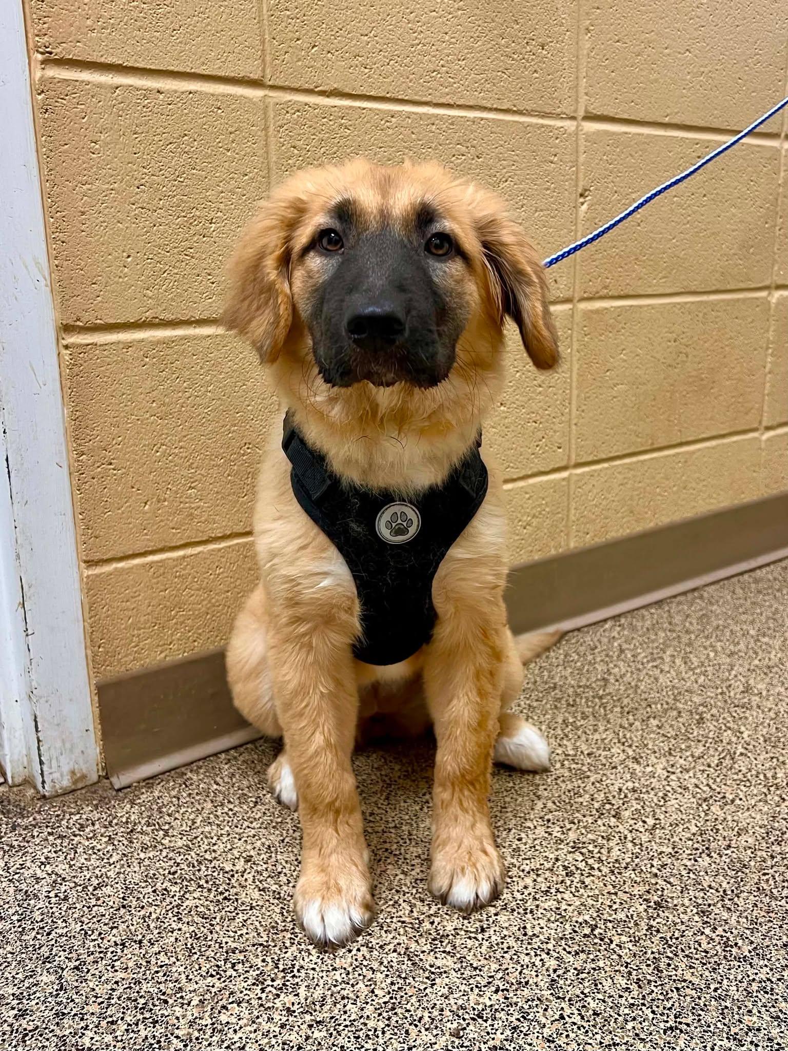Enlarge Denver, an adopted mixed breed in Fort Payne, AL image 1/1