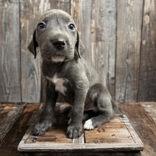 Bluejay, adopted, Puppy Female Mixed Breed.