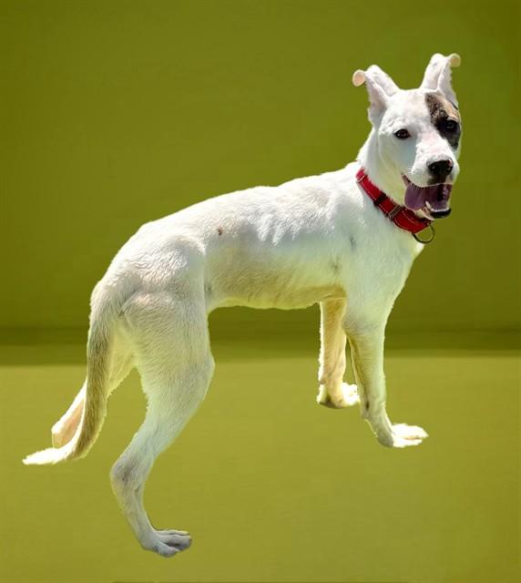 THEODORE, Adoptable, Young Male Australian Cattle Dog / Blue Heeler & Bull Terrier.