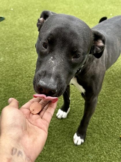 Enlarge Shadow, a Adoptable mixed breed in Wichita, KS image 2/3